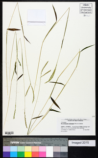 Microstegium vimineum image