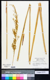 Image of Miscanthus junceus