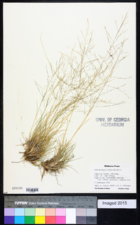 Muhlenbergia arenicola image