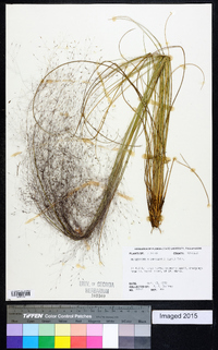 Muhlenbergia capillaris image