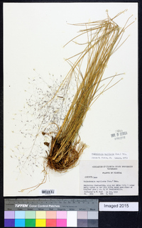 Muhlenbergia capillaris image