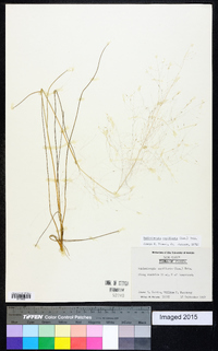 Muhlenbergia capillaris image