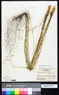 Muhlenbergia capillaris image