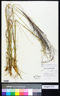 Muhlenbergia capillaris image