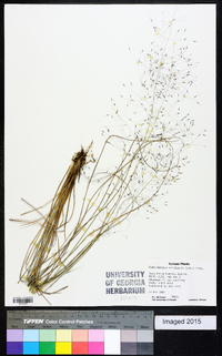 Muhlenbergia capillaris image