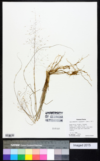 Muhlenbergia capillaris image