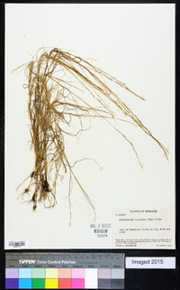 Muhlenbergia cuspidata image