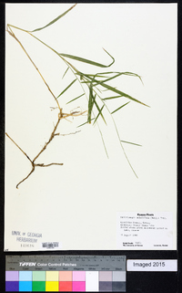 Muhlenbergia sobolifera image