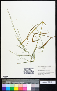 Muhlenbergia sylvatica image