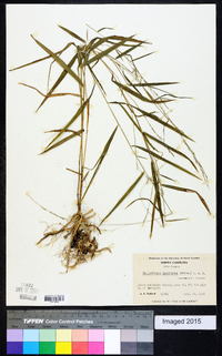 Muhlenbergia tenuiflora image