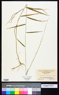 Muhlenbergia tenuiflora image