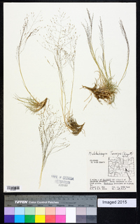 Muhlenbergia torreyi image