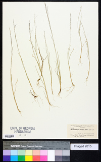 Muhlenbergia uniflora image