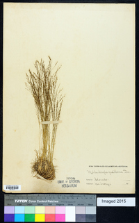 Muhlenbergia torreyi image