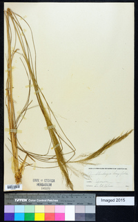 Muhlenbergia longifolia image