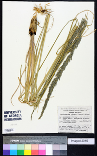 Muhlenbergia robusta image