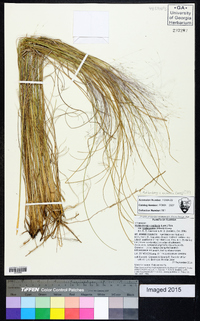 Muhlenbergia expansa image