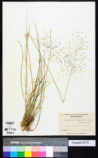 Muhlenbergia expansa image