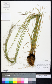 Muhlenbergia expansa image