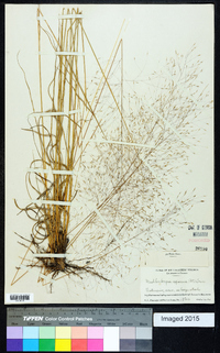 Muhlenbergia expansa image