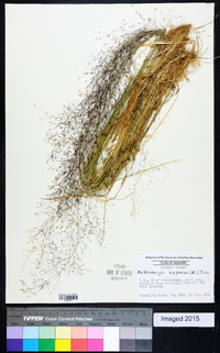 Muhlenbergia expansa image