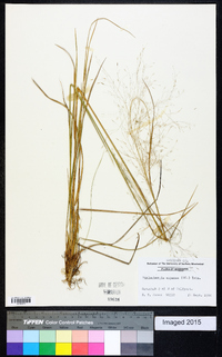 Muhlenbergia expansa image