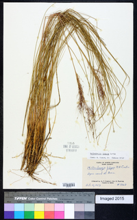 Muhlenbergia filipes image