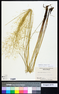 Muhlenbergia filipes image