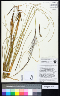 Muhlenbergia capillaris image