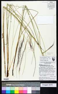 Muhlenbergia filipes image