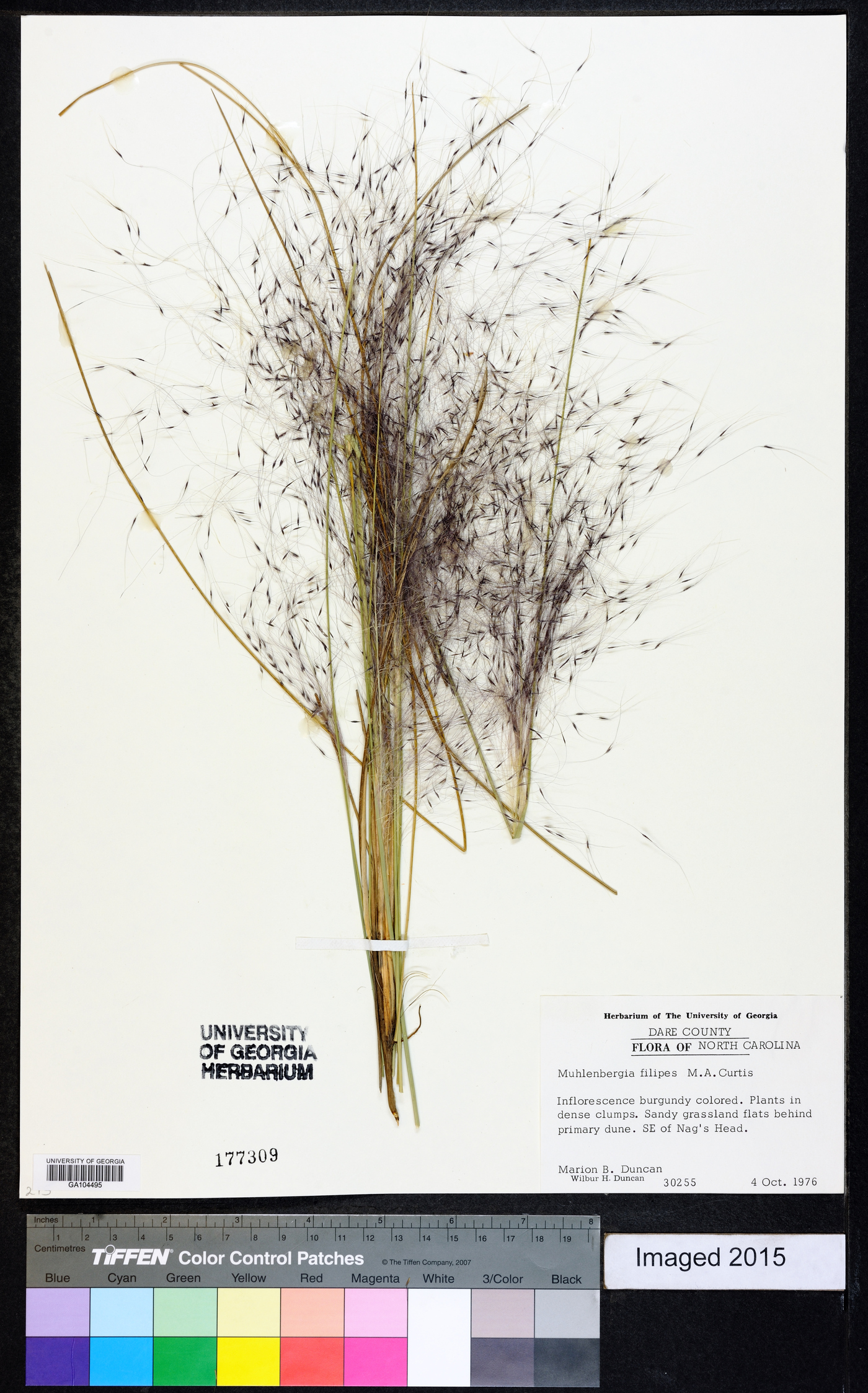 Muhlenbergia filipes image