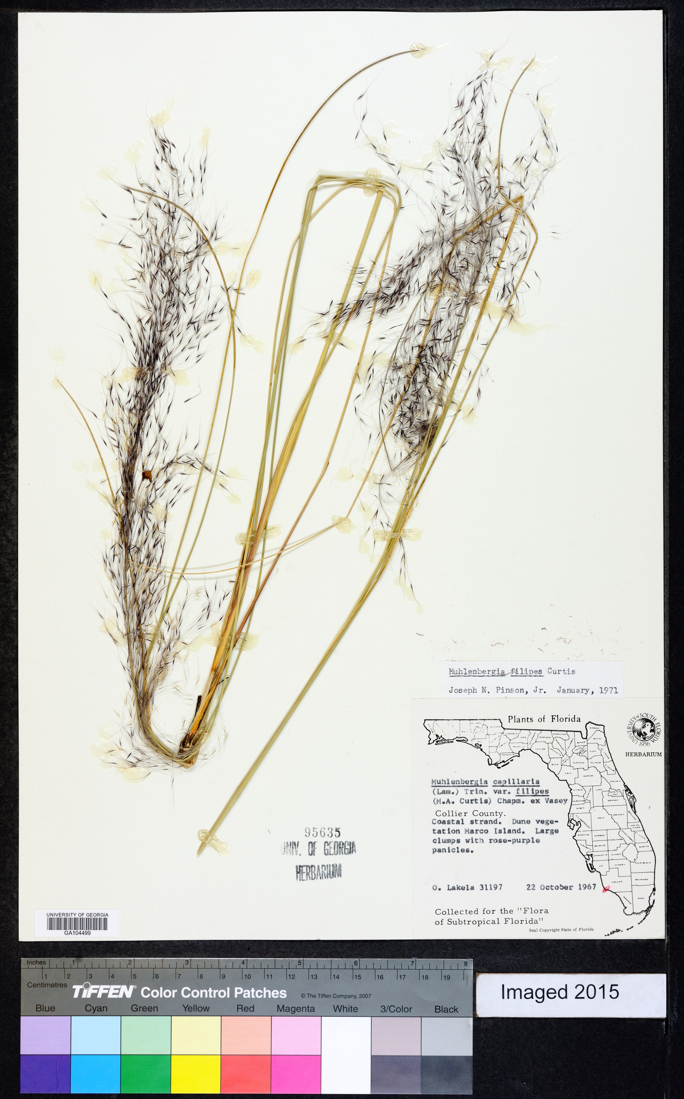 Muhlenbergia filipes image