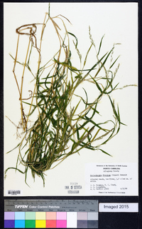 Muhlenbergia frondosa image