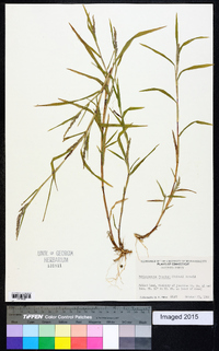 Muhlenbergia frondosa image