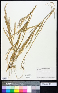 Muhlenbergia frondosa image