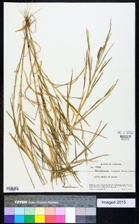 Muhlenbergia frondosa image