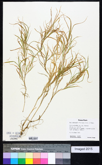 Muhlenbergia frondosa image