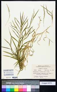 Muhlenbergia frondosa image