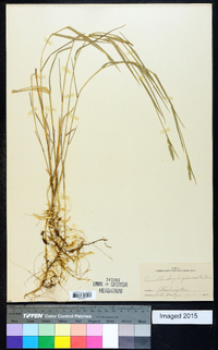 Muhlenbergia glomerata image