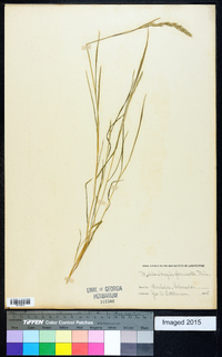 Muhlenbergia glomerata image