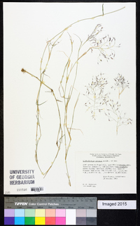 Muhlenbergia porteri image