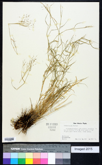 Muhlenbergia porteri image