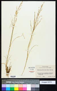 Muhlenbergia reverchonii image