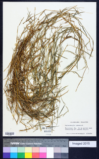 Muhlenbergia schreberi image