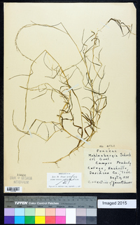 Muhlenbergia schreberi image