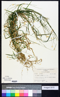 Muhlenbergia schreberi image