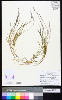 Muhlenbergia schreberi image