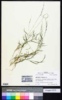 Muhlenbergia schreberi image