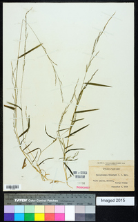 Muhlenbergia schreberi image