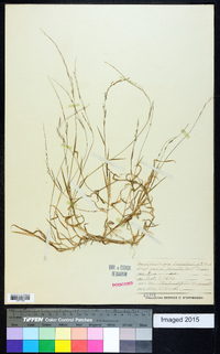 Muhlenbergia schreberi image